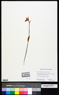 Pogonia ophioglossoides image