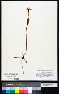 Pogonia ophioglossoides image