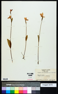 Pogonia ophioglossoides image