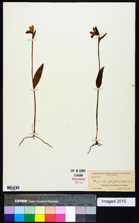 Pogonia ophioglossoides image