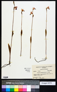 Pogonia ophioglossoides image