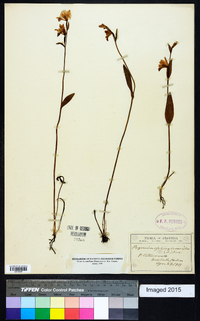 Pogonia ophioglossoides image