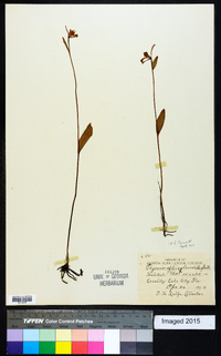 Pogonia ophioglossoides image