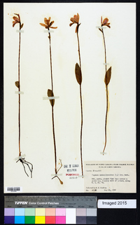 Pogonia ophioglossoides image