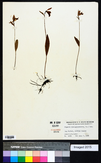 Pogonia ophioglossoides image