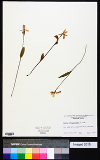 Pogonia ophioglossoides image