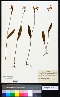 Pogonia ophioglossoides image