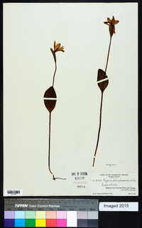 Pogonia ophioglossoides image