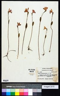 Pogonia ophioglossoides image