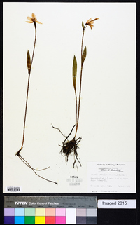 Pogonia ophioglossoides image