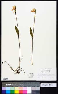 Pogonia ophioglossoides image