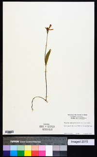 Pogonia ophioglossoides image