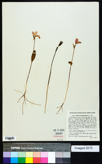 Pogonia ophioglossoides image