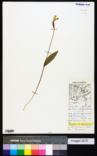 Pogonia ophioglossoides image