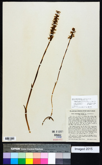 Spiranthes cernua image