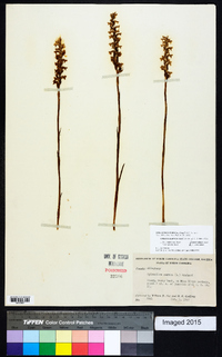 Spiranthes cernua image