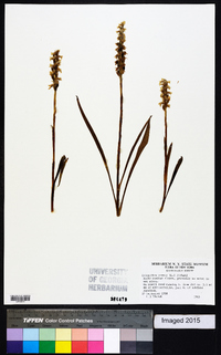 Spiranthes cernua image