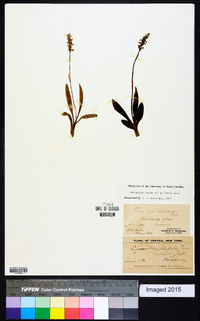 Spiranthes lucida image