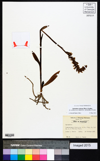 Spiranthes odorata image