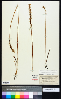 Spiranthes praecox image