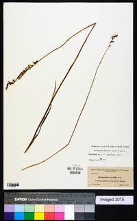 Spiranthes praecox image