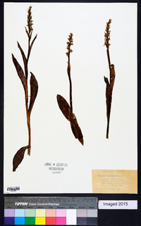 Spiranthes romanzoffiana image