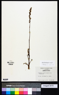 Spiranthes vernalis image