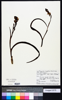Thelymitra longifolia image