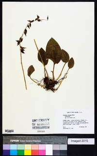 Tipularia discolor image