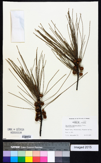 Casuarina equisetifolia image