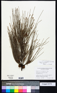 Casuarina equisetifolia image