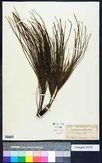 Casuarina equisetifolia image