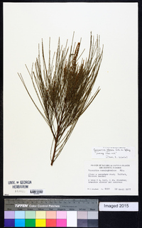 Casuarina glauca image