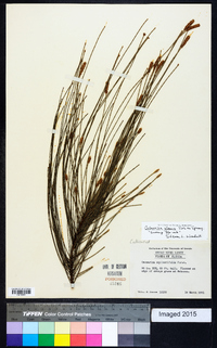 Casuarina equisetifolia image