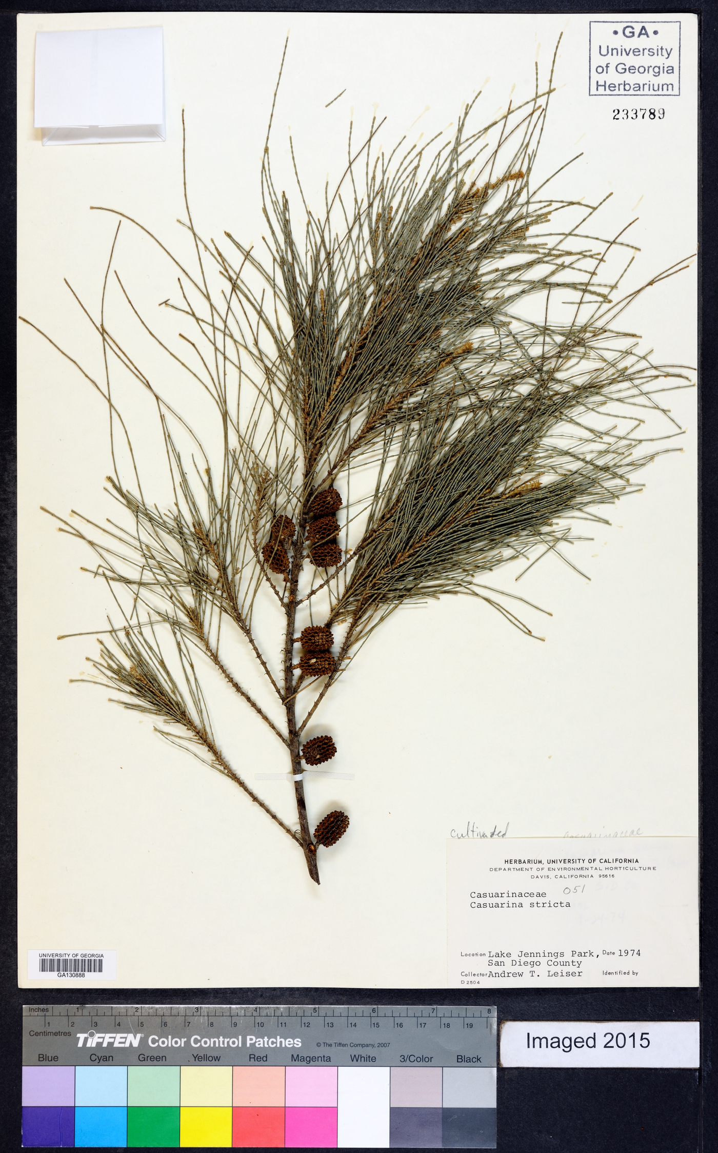 Casuarina stricta image