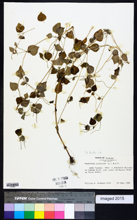 Peperomia pellucida image