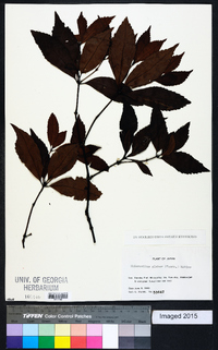 Sarcandra glabra subsp. glabra image