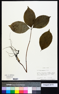 Chloranthus japonicus image