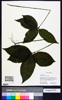 Chloranthus japonicus image