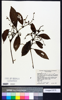 Hedyosmum racemosum image