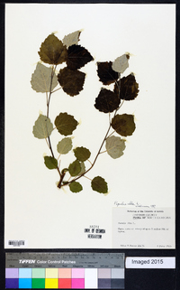 Populus alba image