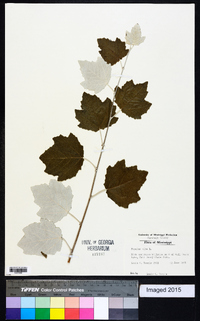 Populus alba image