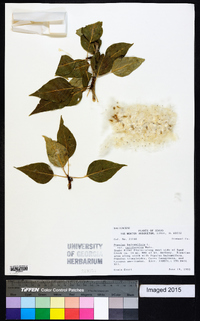 Populus balsamifera image