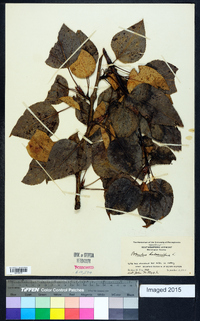 Populus balsamifera image