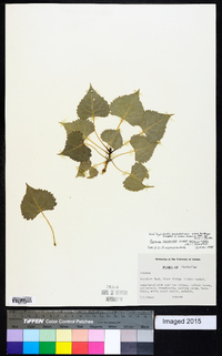 Populus deltoides subsp. monilifera image