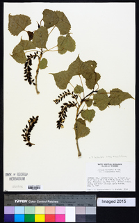 Populus deltoides subsp. monilifera image