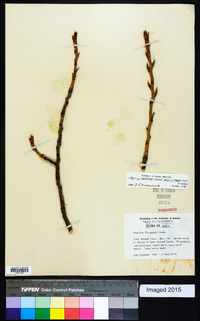 Populus deltoides subsp. monilifera image