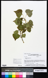 Populus fremontii image