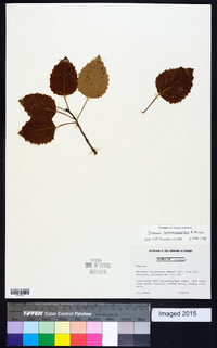 Populus grandidentata image