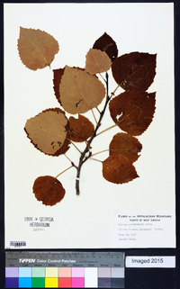 Populus grandidentata image